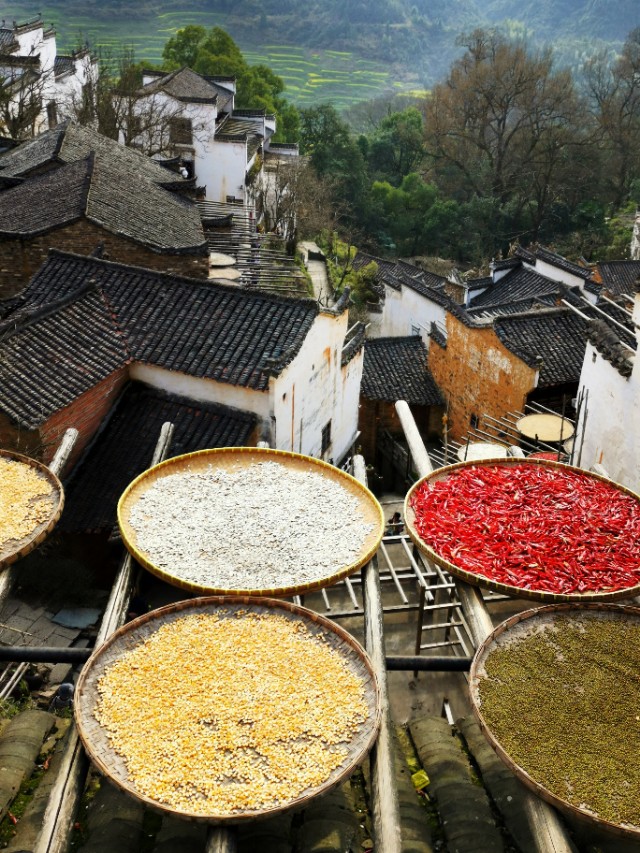 春暖花开我在油菜花田等你,篁岭晒秋我听了风的话