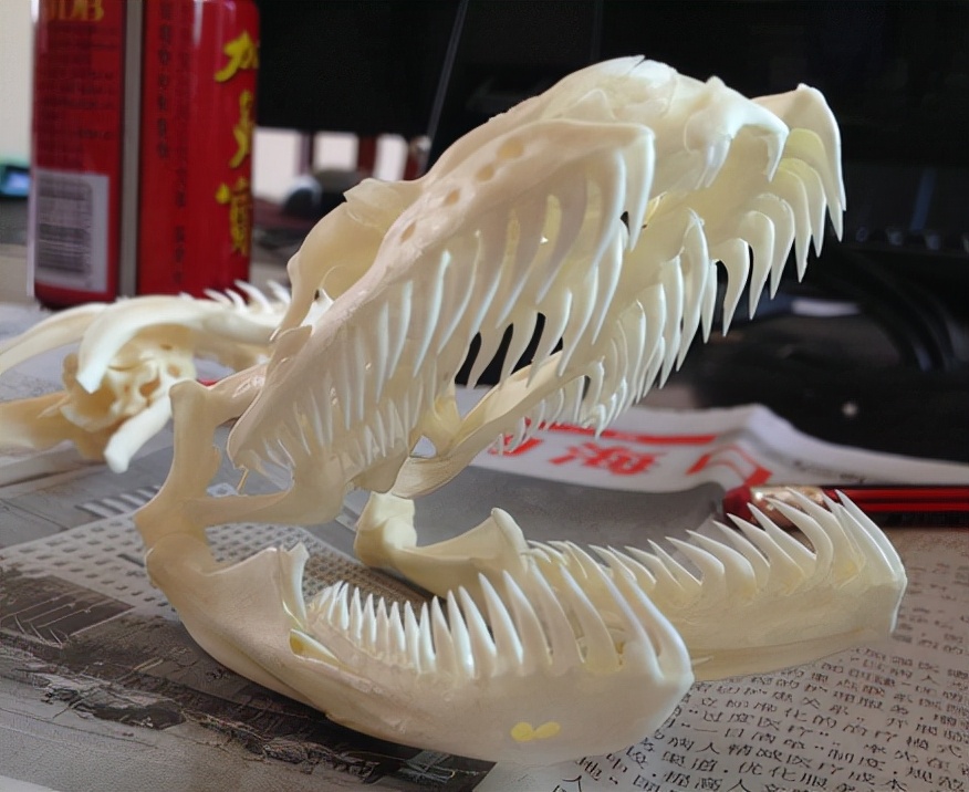 中国最危险的几条蟒蛇 (一条真正的蟒蛇到底有多吓人)