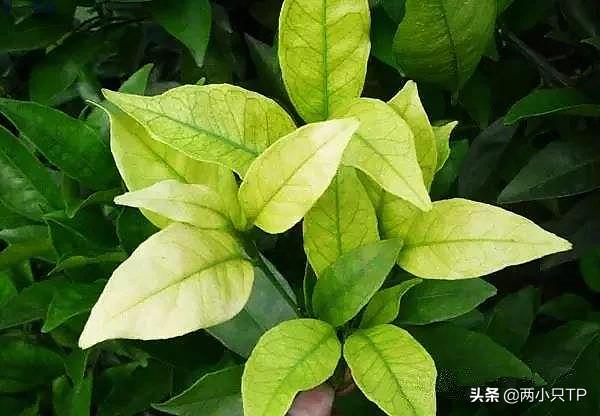 植物缺铁缺镁的症状是什么,植物缺镁最简单的补充方法