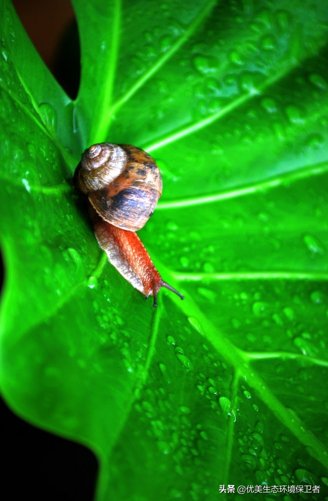 蜗牛是从哪个部位下蛋的,蜗牛竟然是蛋孵出来的你们知道吗