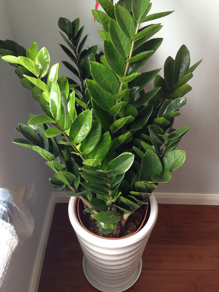 100种绿植大全,50种盆栽绿植花卉大全