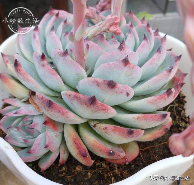 多肉植物掉叶是何原因,多肉植物最近有部分掉叶是何原因