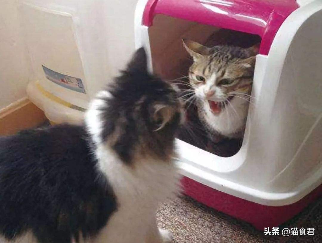 猫咪患上焦虑症该怎么办?利用好这几点,让你有效缓解猫咪的焦虑