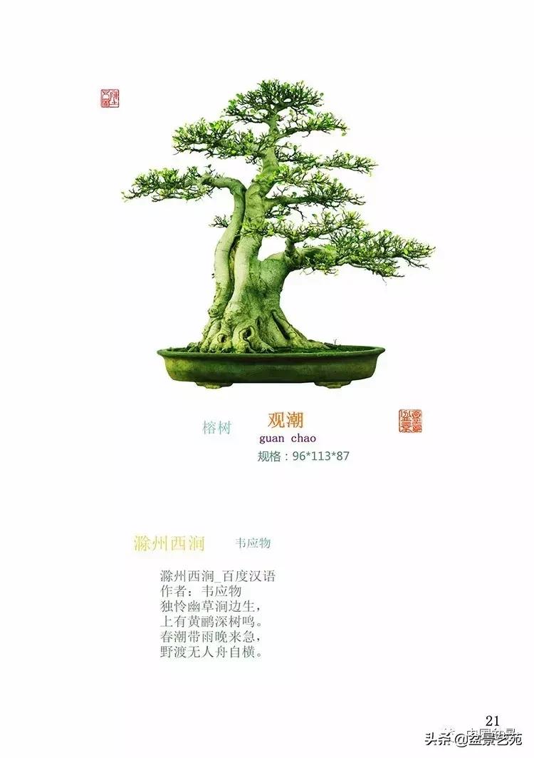 陈文图榕树欣赏,陈文图盆景