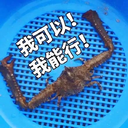 世上最恐怖的巨型螃蟹,世界上最恐怖的12种螃蟹是什么