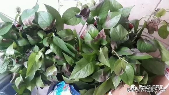 绿萝铜钱草家庭养殖,绿萝发财树黄叶子怎么办呢