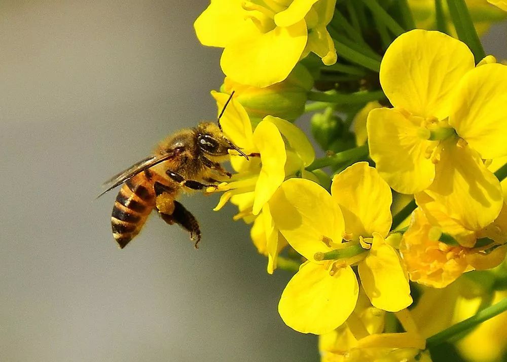 黄山踏青油菜花图片,黄山油菜花景观进入最佳观赏期