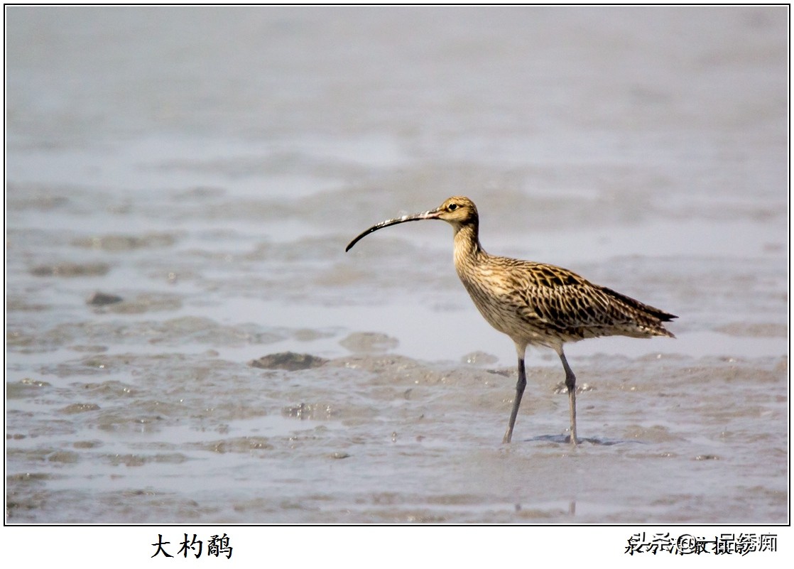 鸟类名字生僻字,带有鸟字的生僻字