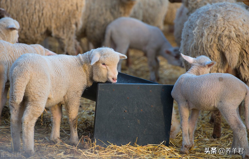 羊有反刍吃得少没精神是怎么回事,羊最近吃得很少是什么情况