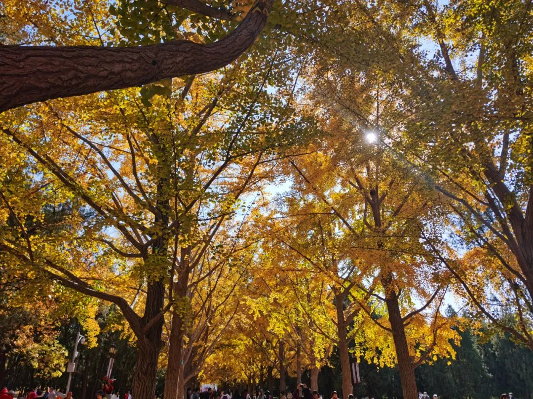 天坛和地坛区别,天坛对对碰桌游