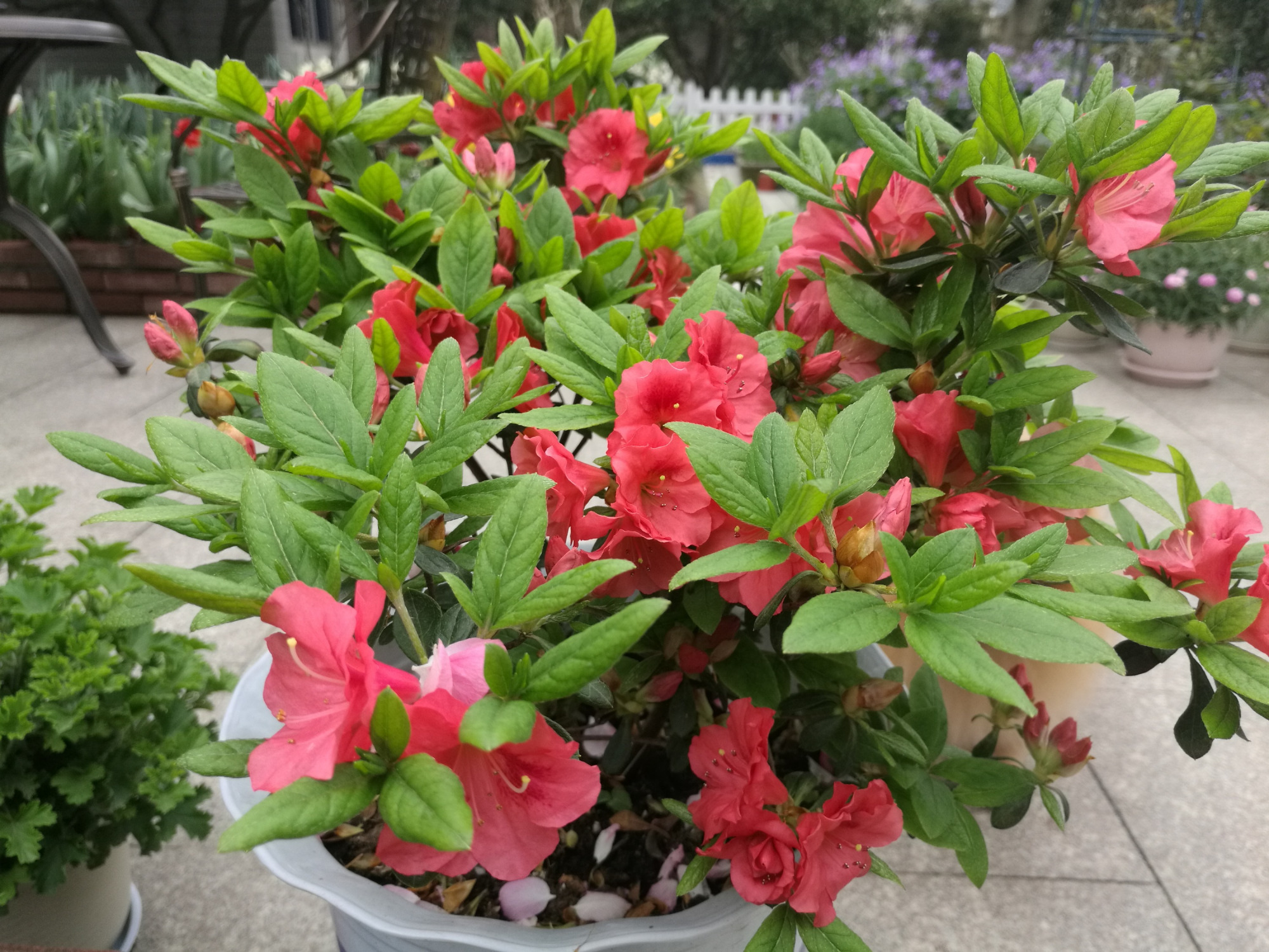 杜鹃花一直招虫子,杜鹃花一直阴死阳火怎么办