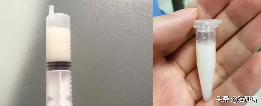 猫脓胸和乳糜胸鉴别诊断,猫得乳糜胸会好吗