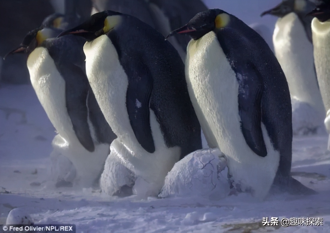 企鹅在南极为什么不会被冻死,南极那么冷为什么企鹅没冻死