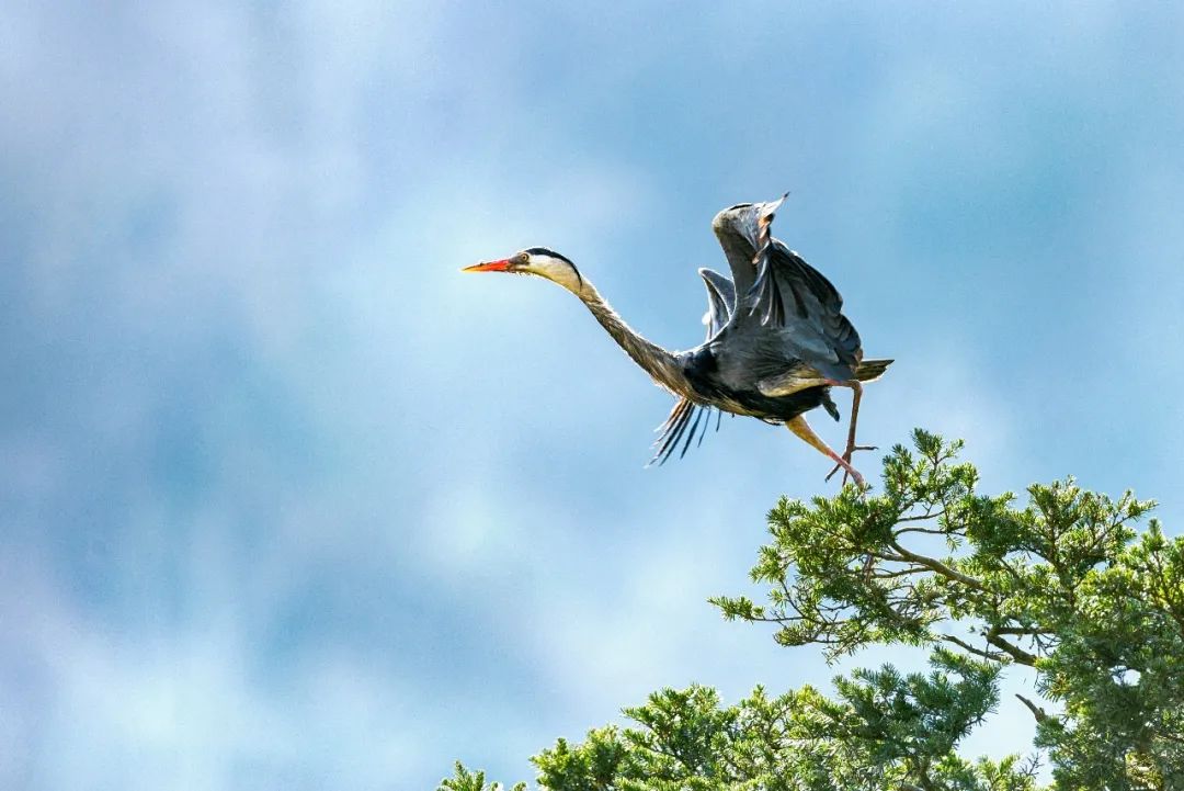 中茶和紫阳茶,紫阳的茶好还是平利的茶好