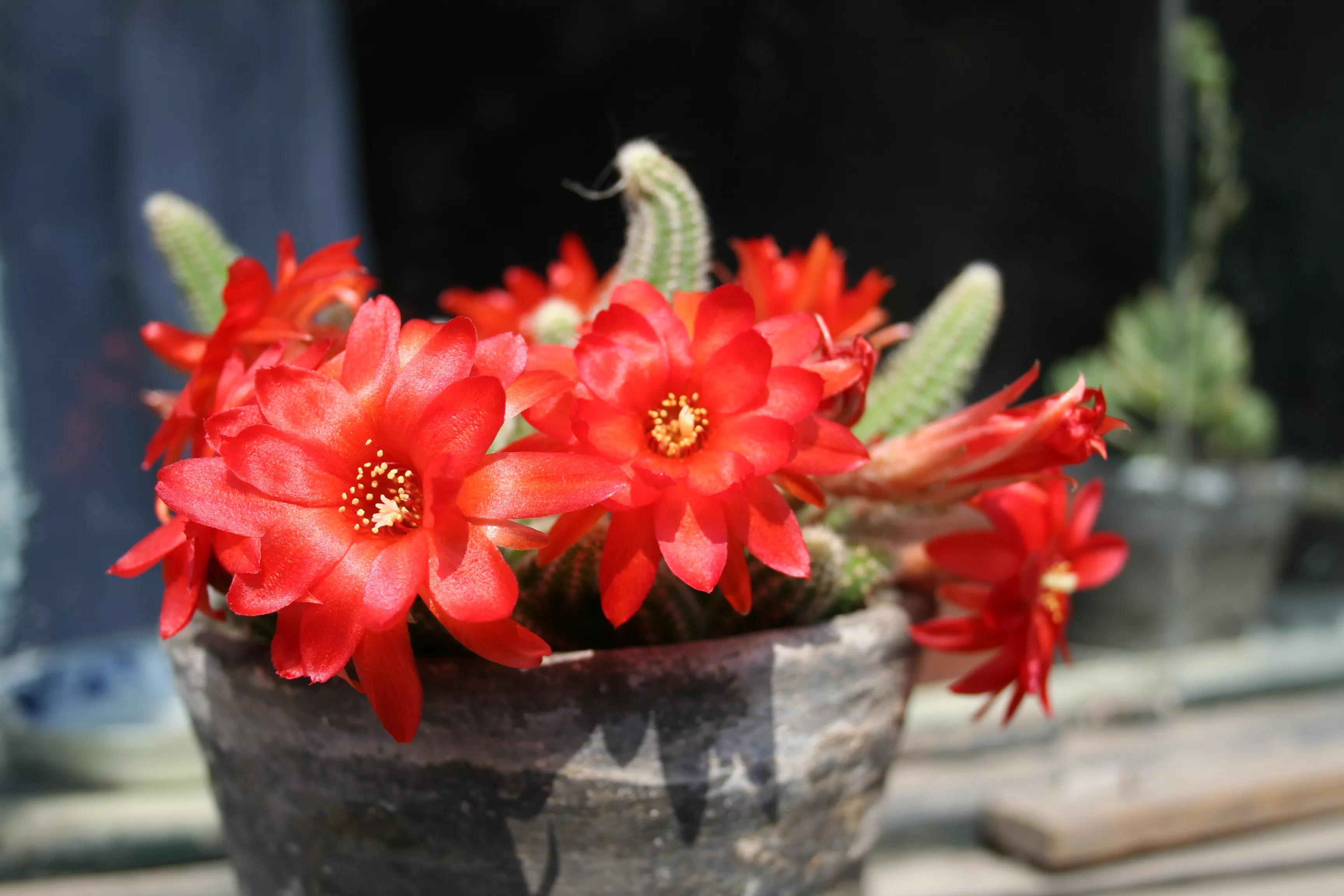 如何控养白檀,白檀控养