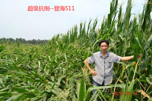 棒大、早熟、强抗倒，农民拿着袋子找，这个玉米品种在河南火了
