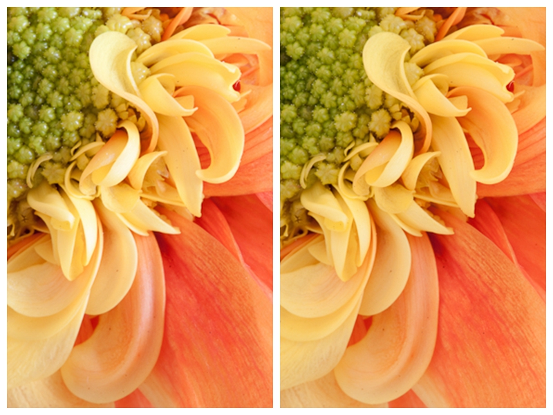 摄影大师拍摄花卉技巧,各种花的拍摄设备有哪些