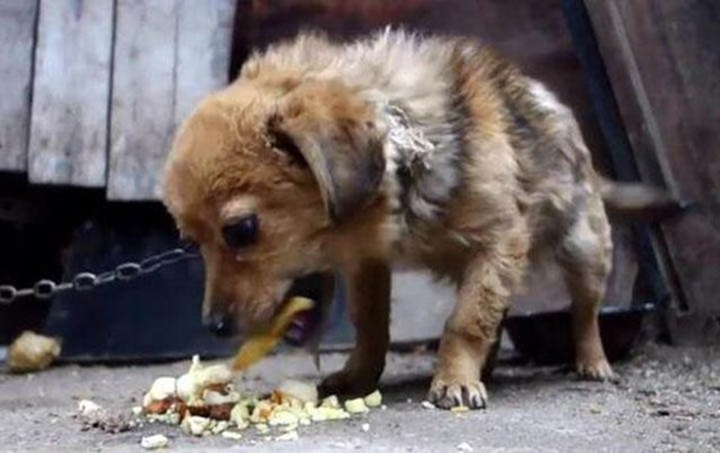 狗狗的健康需要铲屎官怎样来守护,高发期铲屎官要多留意狗狗的状态