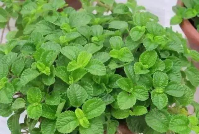 净化空气吸甲醛最好的花排名,什么花净化甲醛效果好