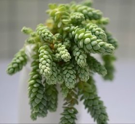 姬星美人的养殖方法和注意事项,姬星美人怎么养视频