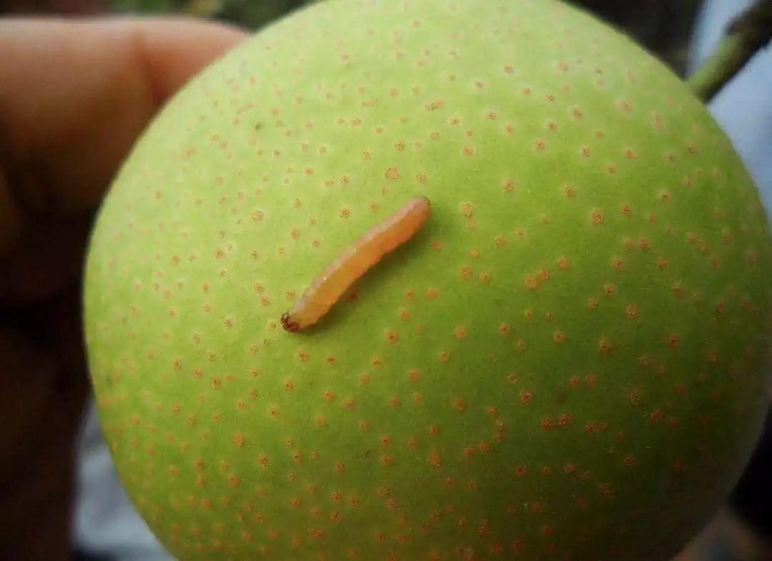 桃树梨树虫害防治什么时候为宜,梨树8大重要虫害防治方法