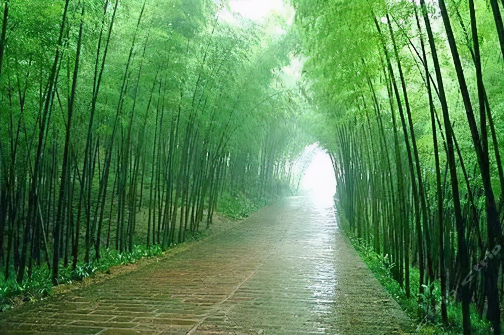 带着狗子旅行推荐,带着狗狗游新疆