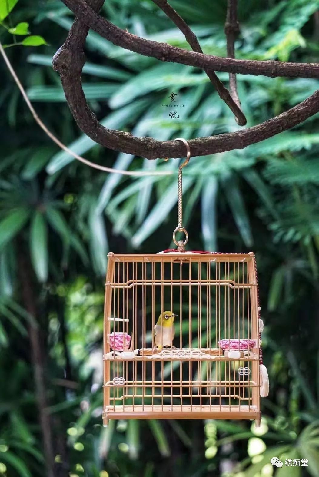 怎么分辨绣眼公母,绣眼一个月怎么判断公母