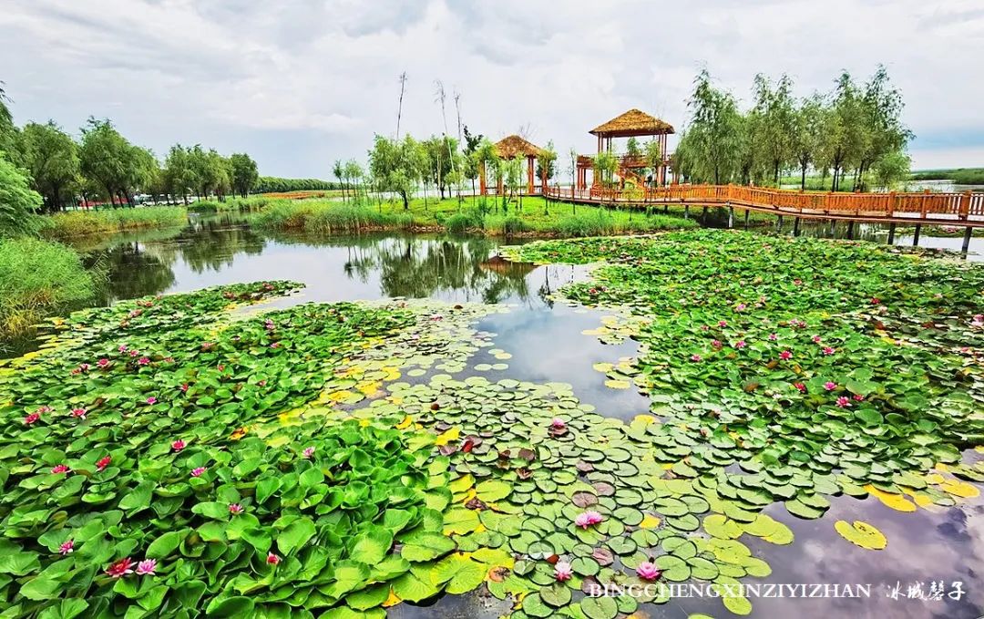 再返富锦，为着那份飘着稻花香的“湿”意约定