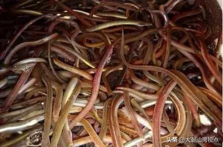 作为潮汕人，这89种海鲜你都能对上号吗