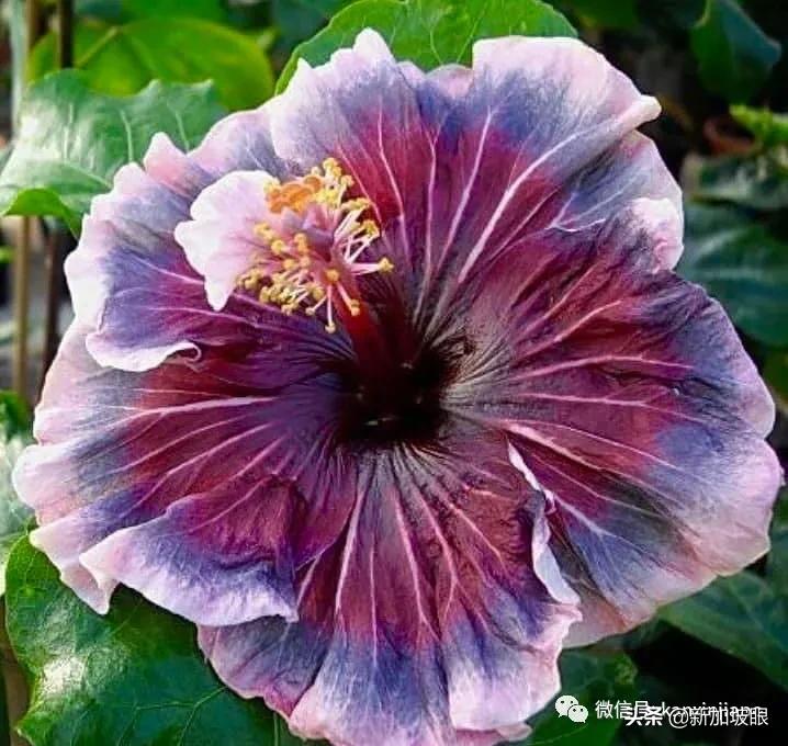 大红花和扶桑木槿有什么区别,木槿花和扶桑花哪个品种好