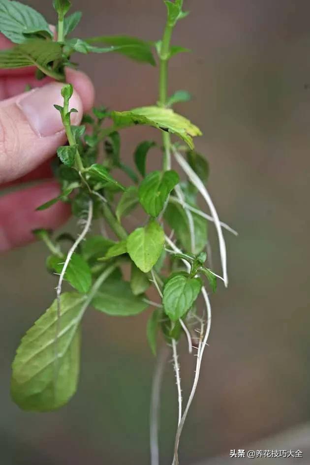 薄荷水培扦插什么时间最好,水培薄荷枝条疯长要不要剪了
