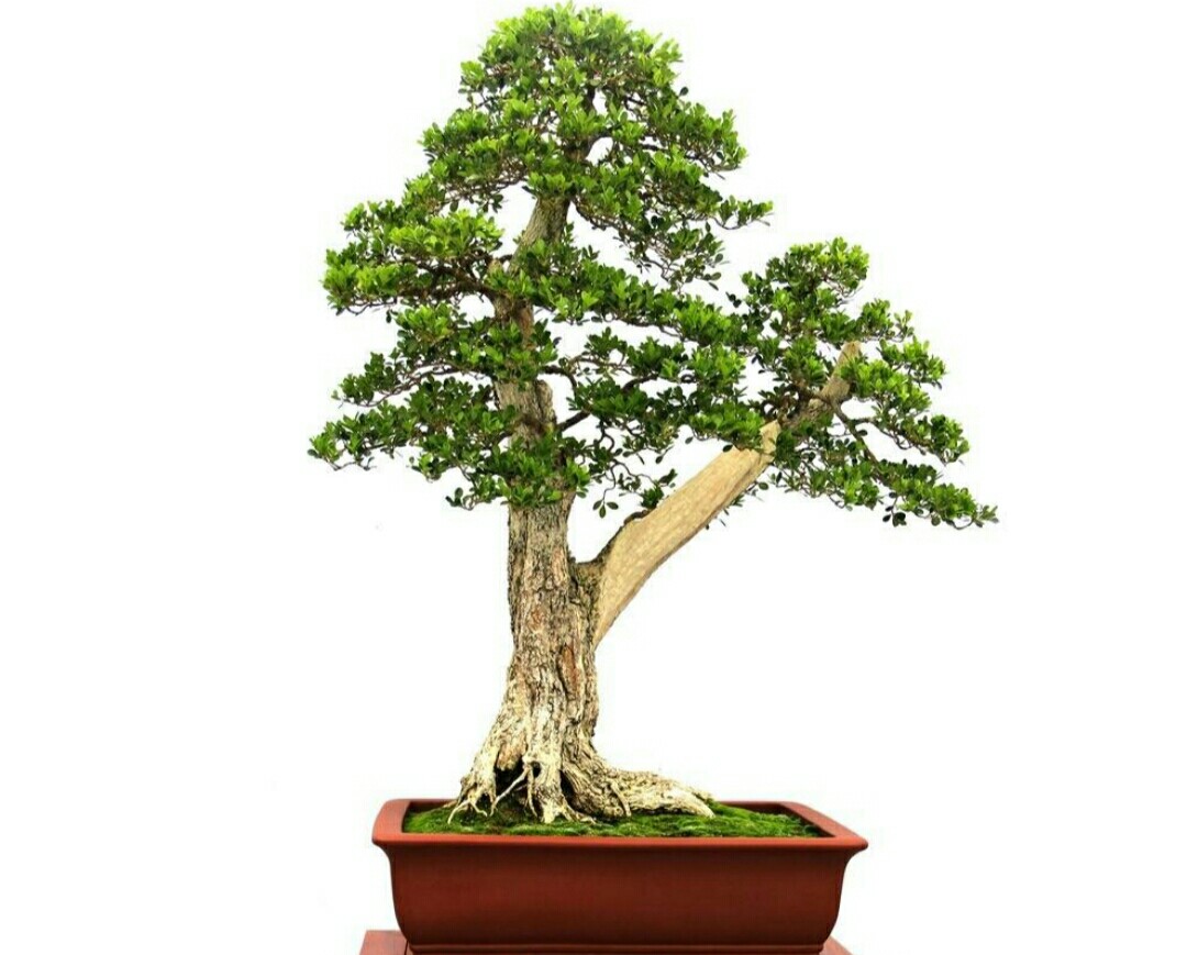 黄杨树怎么造型做盆景,黄杨树盆景怎么弄造型