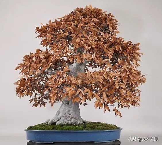 适合客厅养的盆景植物,茶桌上养什么盆景植物