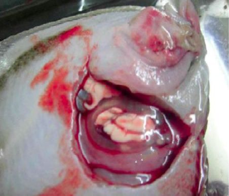 大菱鲆有哪些疾病,大菱鲆的病