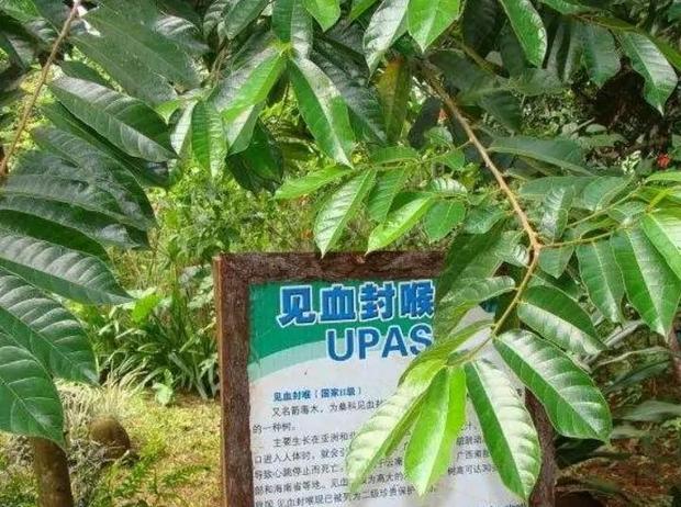 中国最危险的树是啥树,世界上最危险的树千万不要碰
