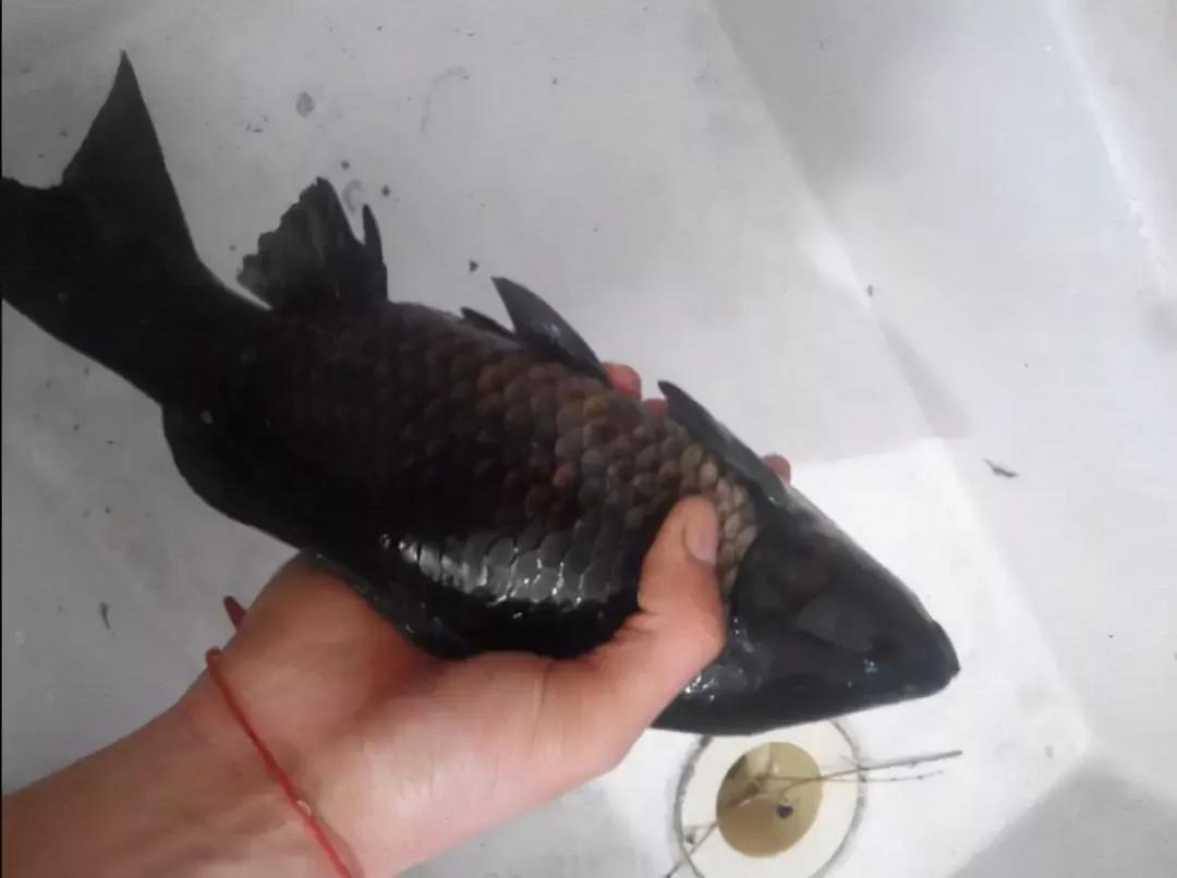 钓鱼钓到红色大鲤鱼放生吗,钓鱼一族钓到红鲤鱼为什么要放生