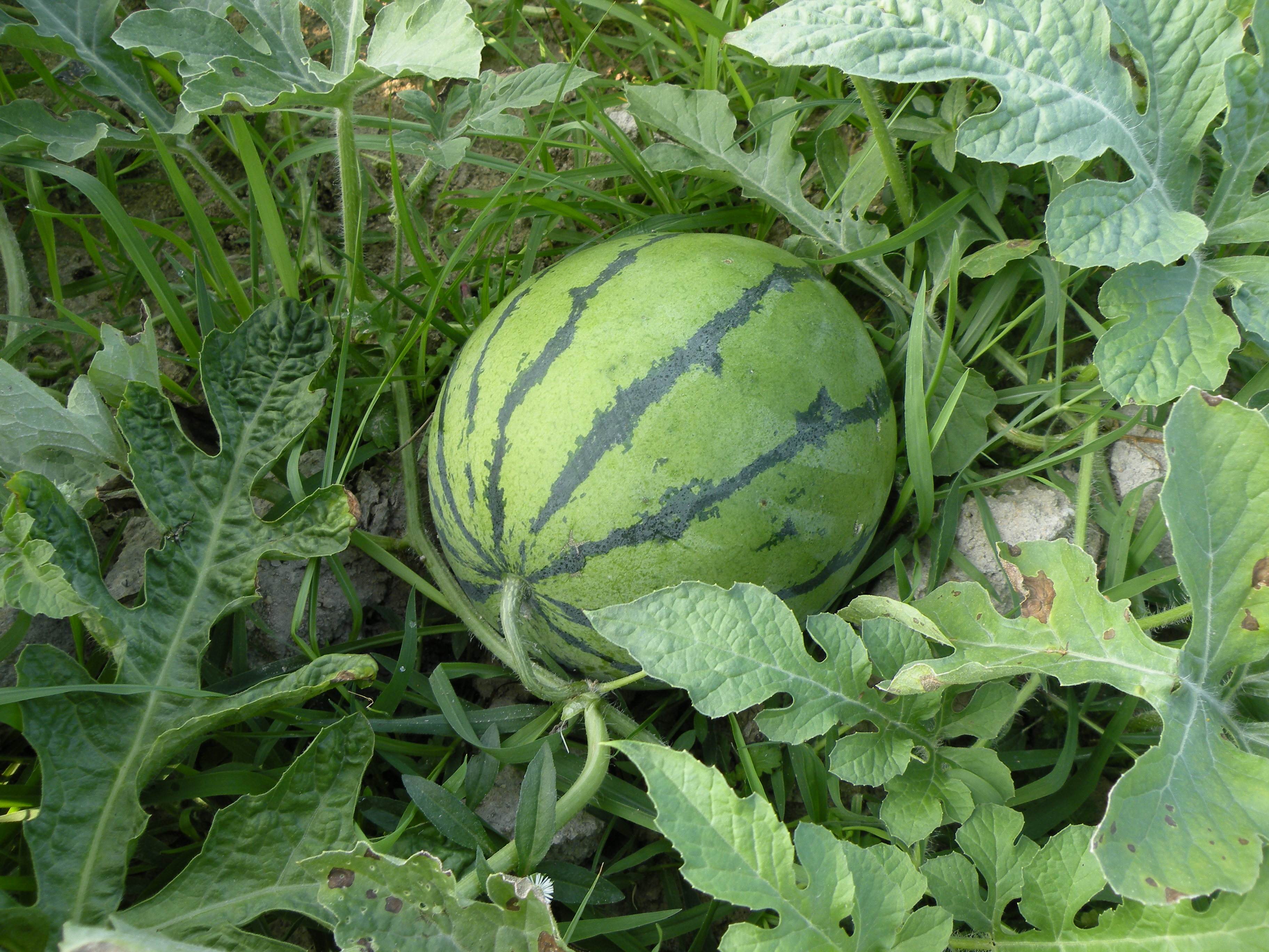 7个水果冷知识大全视频,有关水果草莓的知识