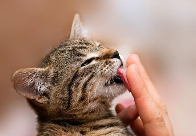 我家的猫咪为什么特别喜欢舔我？这正常吗？