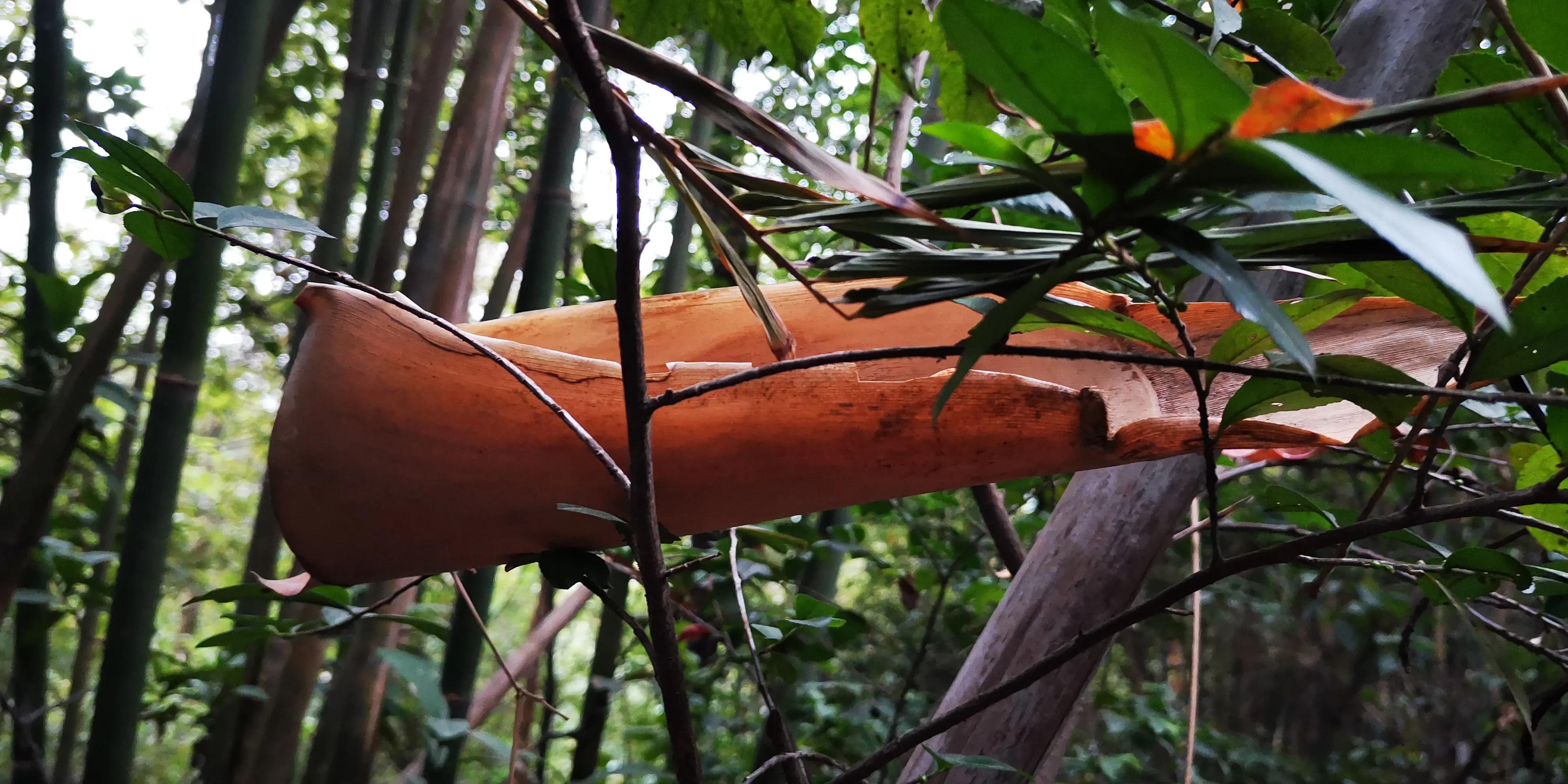 云山诗意一期,云山诗意满汉全席