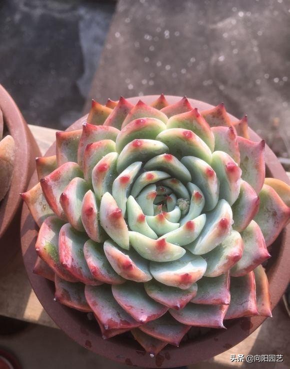 好看好养的植物推荐,最受欢迎的10大多肉品种