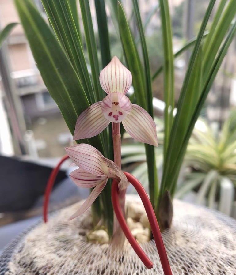 春兰荷瓣艺草名品欣赏,春兰荷瓣名品兰花价格