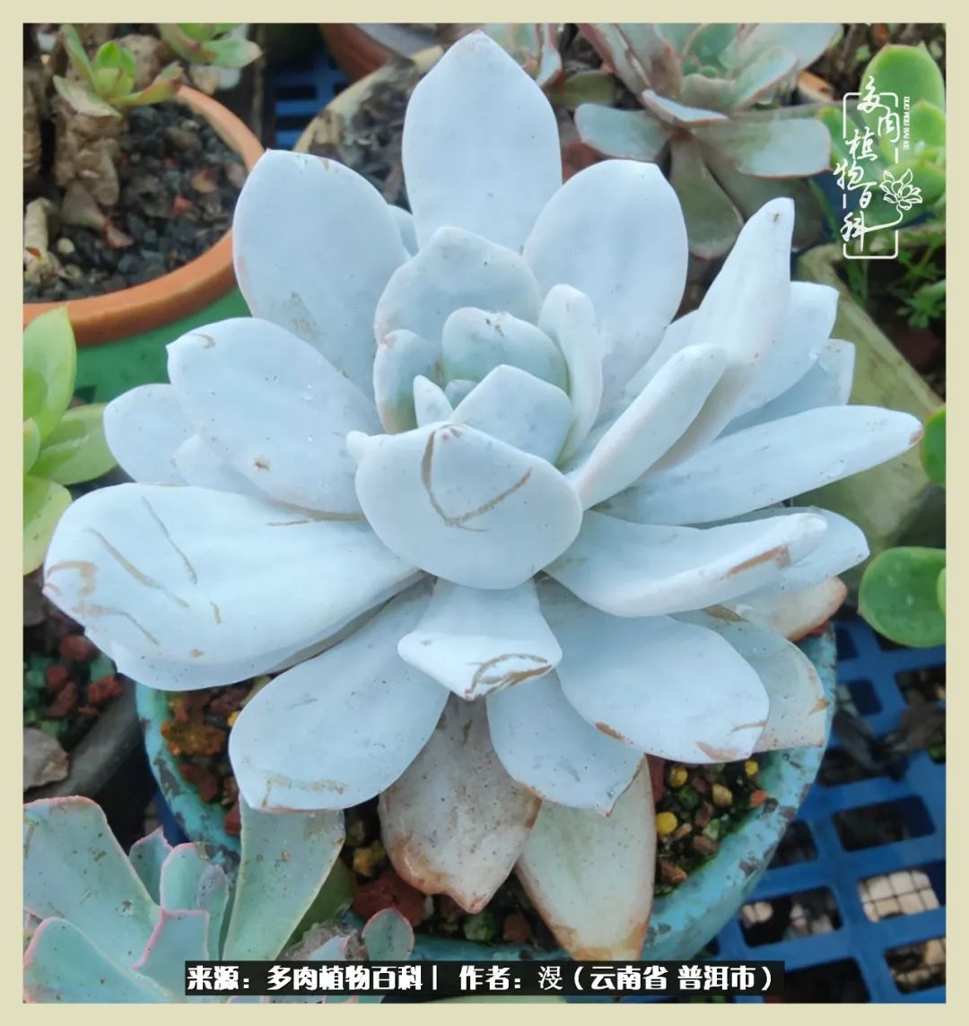 深情不及久伴,厚爱无需多言,择一“爱”,护一生