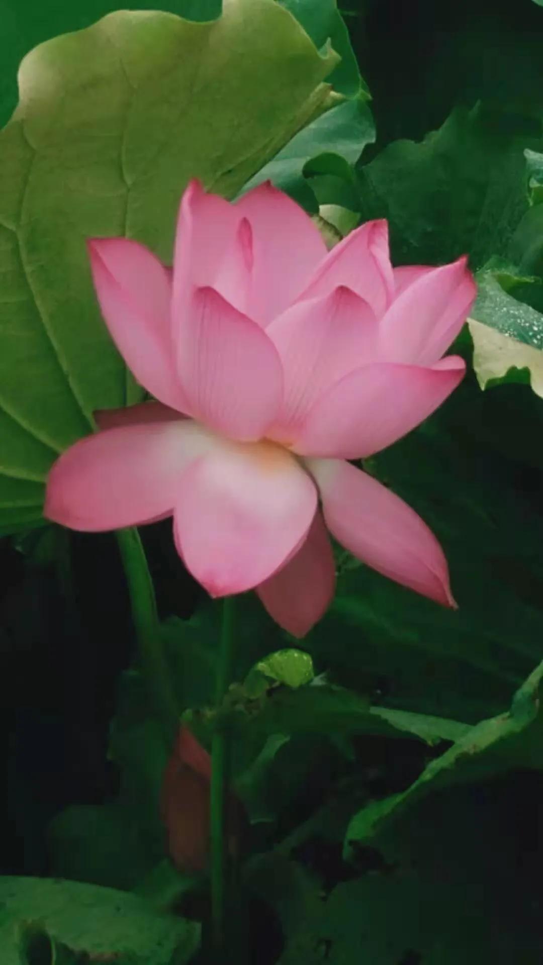 手拍世界投稿,手拍世界作品专集