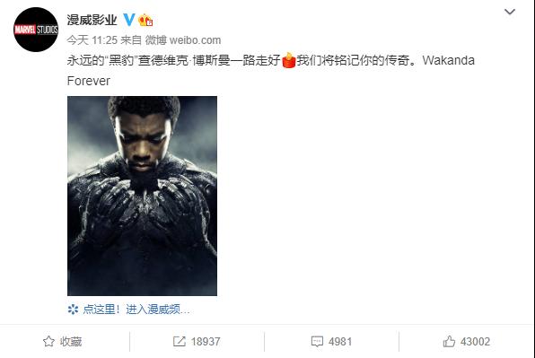 黑豹死亡并不是终结壁纸,黑豹死亡并不是终结