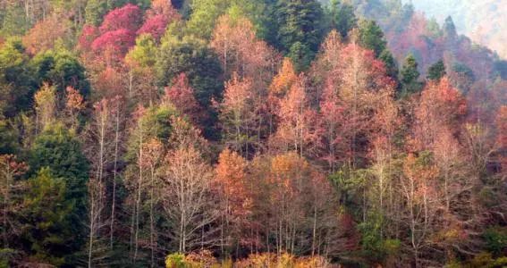 东莞周边11月份赏红叶好去处,东莞观音山看红叶攻略