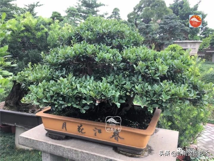 中华蚊母盆景造型,中华蚊母盆景价格