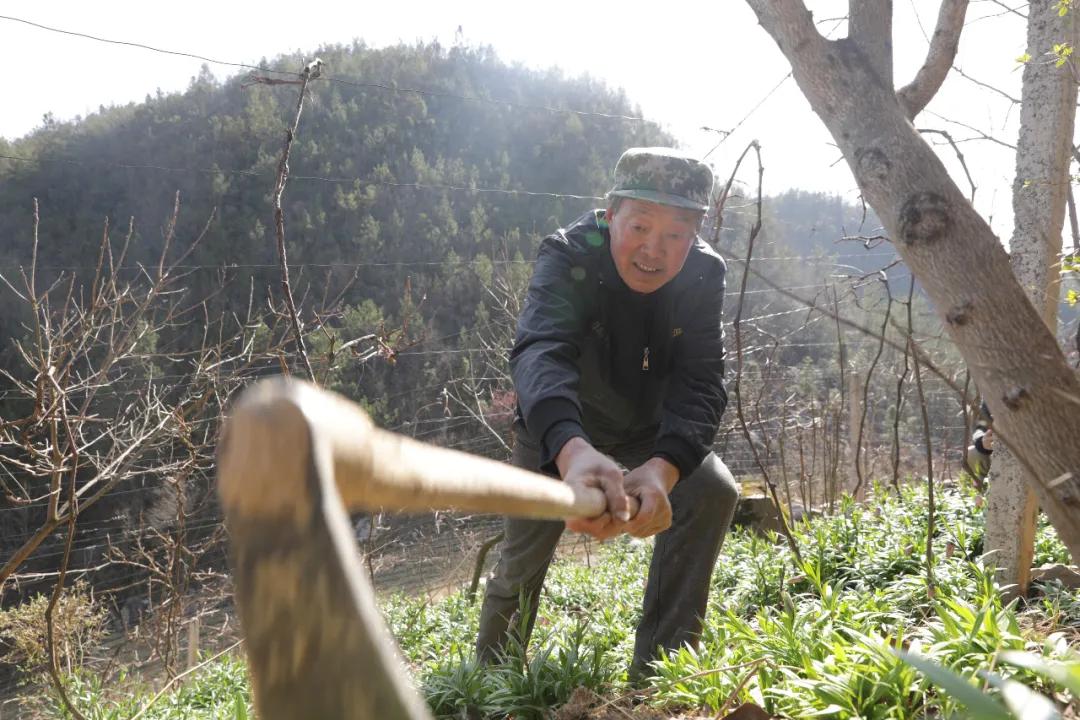 不减产不减量!疫情下,家庭农场主们这样忙活“生意经”