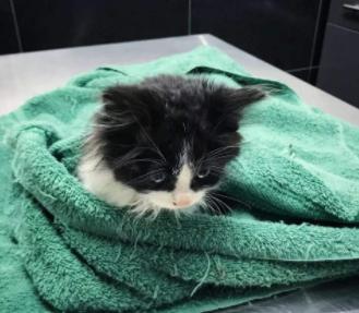 猫咪睁着眼怎么还打鼾,猫咪睁着眼睡觉是什么意思