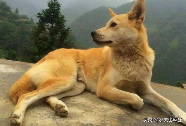 狗对着空气乱叫,狗为什么对着空气乱叫