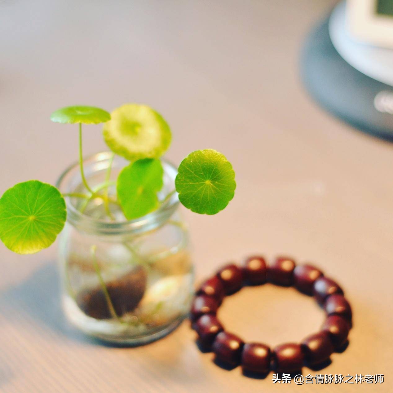 室内三种最旺家庭养植物,家居绿植哪些不适宜养